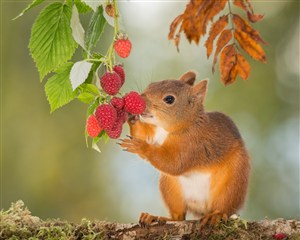摘野草莓的松鼠图片唯美野生动物