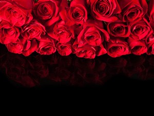 高清唯美红玫瑰花壁纸图片