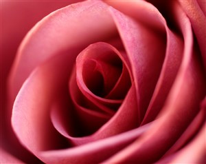 唯美红玫瑰特写鲜花图片