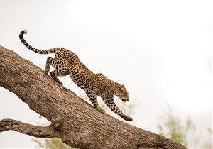 唯美野生动物在树枝上行走的豹子图片