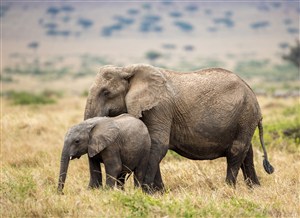唯美野生动物大象与小象图片