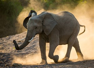 尘土中的高清大象图片