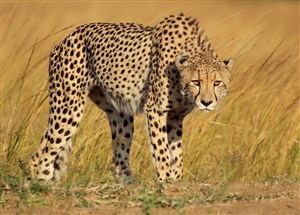 唯美野生动物拱北的豹子图片