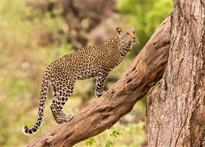 唯美野生动物爬在树枝上的豹子图片