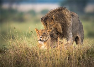 唯美野生动物腻歪的两头狮子图片