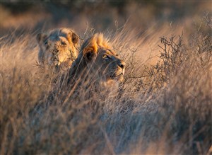 唯美野生动物凌乱中的狮子图片