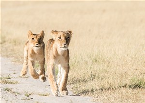 唯美野生动物行走在路上的狮子图片