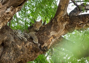 唯美野生动物睡在树杈里的豹子图片