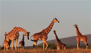 黄昏下几头长颈鹿图片唯美野生动物背景