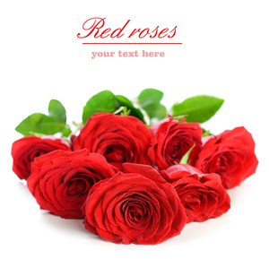 红色玫瑰花鲜花图片