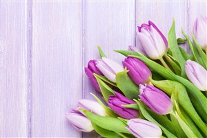 唯美紫色郁金香鲜花图片