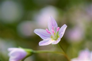 唯美高清鲜花花蕊图片