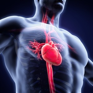 人体心脏透视效果高清图片