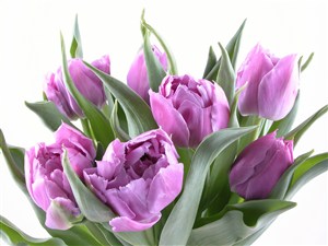 高清紫色郁金香鲜花图片