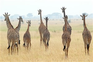 野生动物长颈鹿尾巴图片