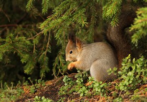 松土上吃东西的松鼠图片唯美野生动物
