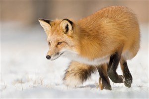 雪地中奔跑的狐狸唯美野生动物图片-0271