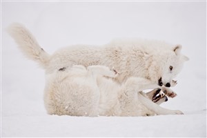 雪地上打架的狐狸唯美野生动物图片