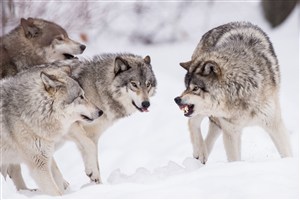 四头凶残的财狼唯美野生动物图片
