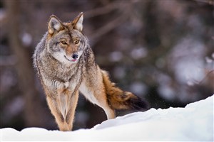 霸气狼唯美野生动物图片