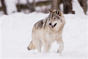 雪地上寻找食物的狼唯美野生动物图片
