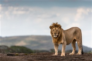 高清狮子桌面壁纸唯美野生动物图片