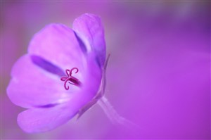 唯美梦幻紫色鲜花图片