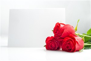 高清三朵红玫瑰鲜花图片