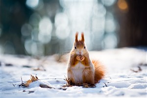 雪地上的小松鼠高清图片