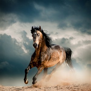 天空下奔跑的骏马高清图片
