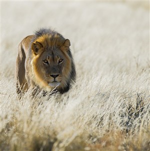 草里的狮子唯美野生动物图片