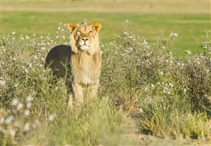 望着阳光的狮子唯美野生动物图片
