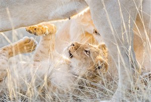 嬉戏玩耍的小狮子唯美野生动物图片