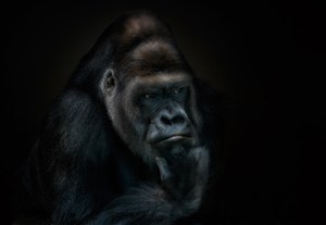 黑猩猩唯美野生动物图片