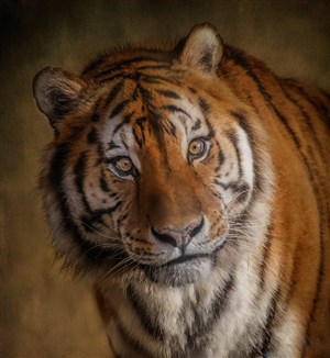 老虎唯美野生动物图片