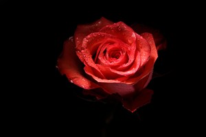 黑色背景红玫瑰花高清图片