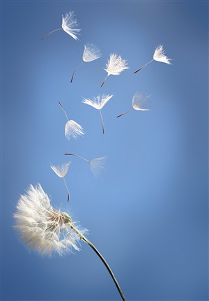 空中飘散的蒲公英鲜花图片