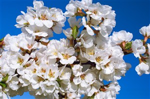 高清白色樱花鲜花图片