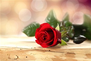 一只红玫瑰花鲜花图片