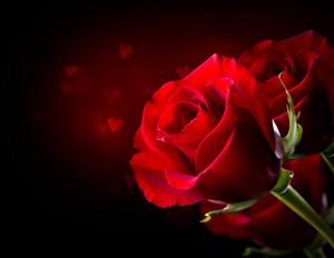 高清特写红玫瑰鲜花图片