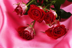 丝绸上红玫瑰鲜花图片