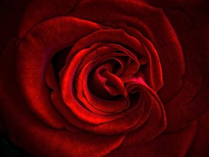 高清唯美红玫瑰花特写鲜花图片