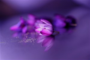 高清唯美紫色鲜花图片