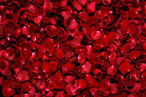 红玫瑰花瓣鲜花图片