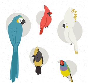 5款彩绘鸟类设计矢量素材