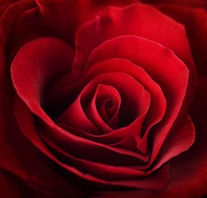 唯美心形玫瑰花鲜花图片