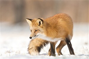 寻找食物的狐狸唯美野生动物图片