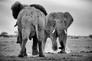 黑白大象唯美野生动物图片