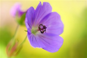唯美紫色鲜花花蕊图片