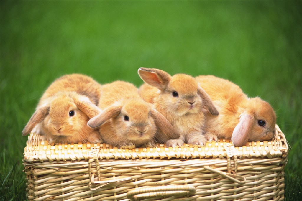 四只趴在木篮子上的垂耳兔图片